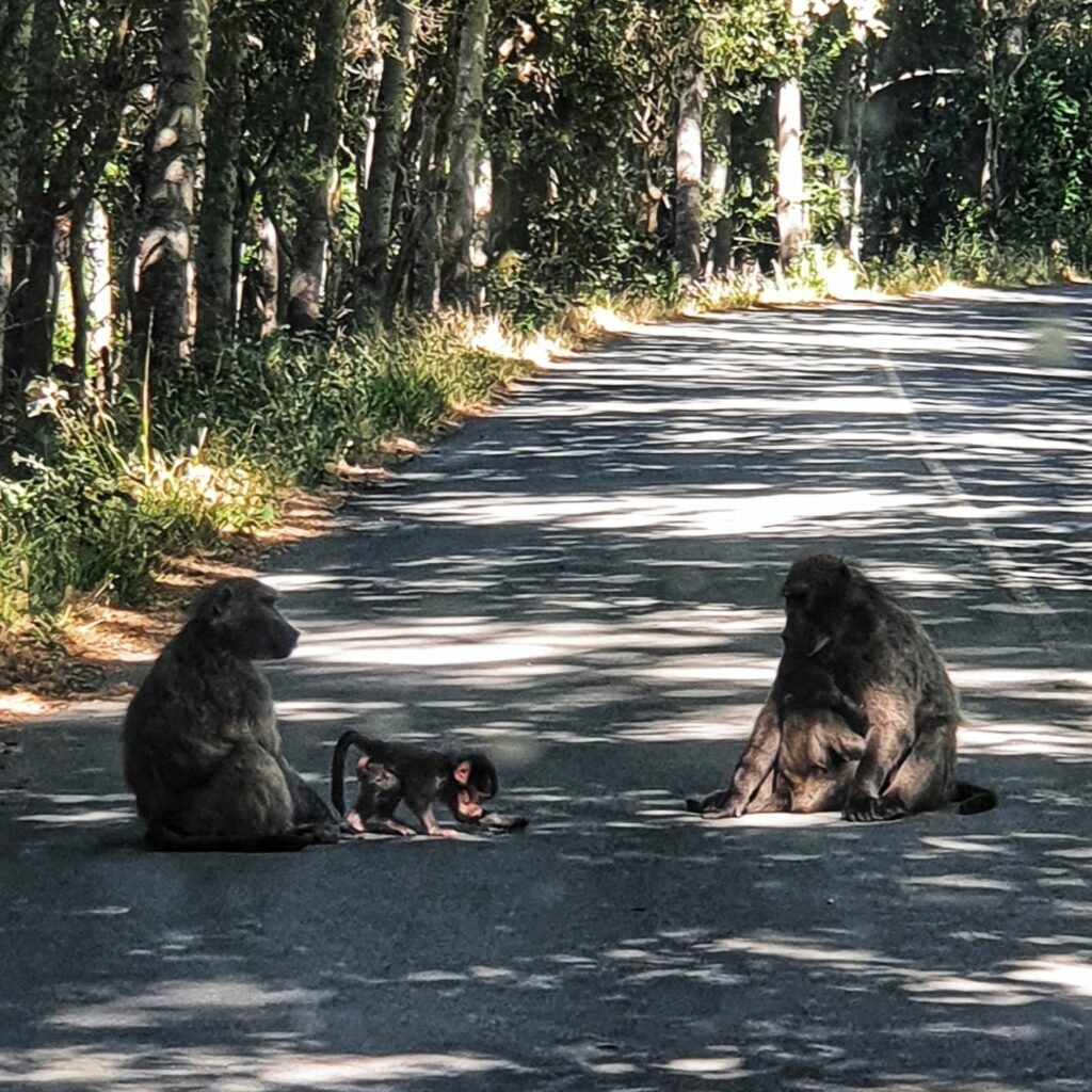 Two baboons sitting in the middle of country road with a baby lying on the ground while it's mother grooms it.