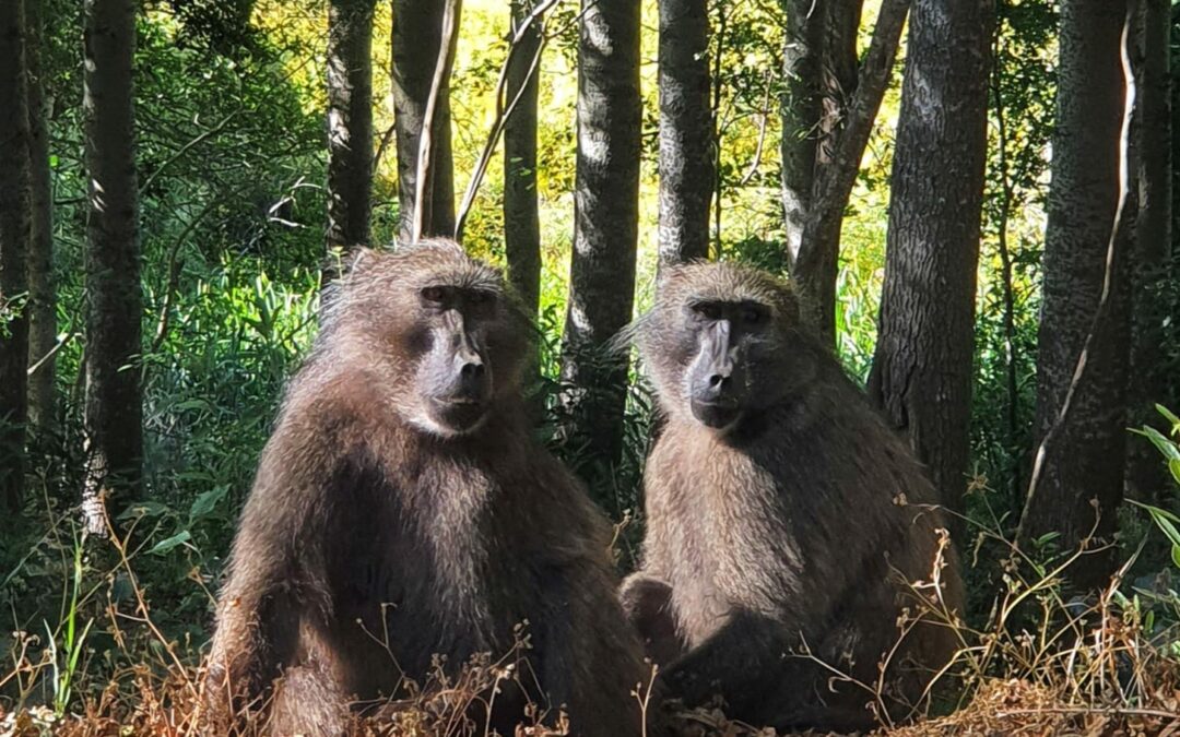 Two baboons sitting side by side under tall trees.